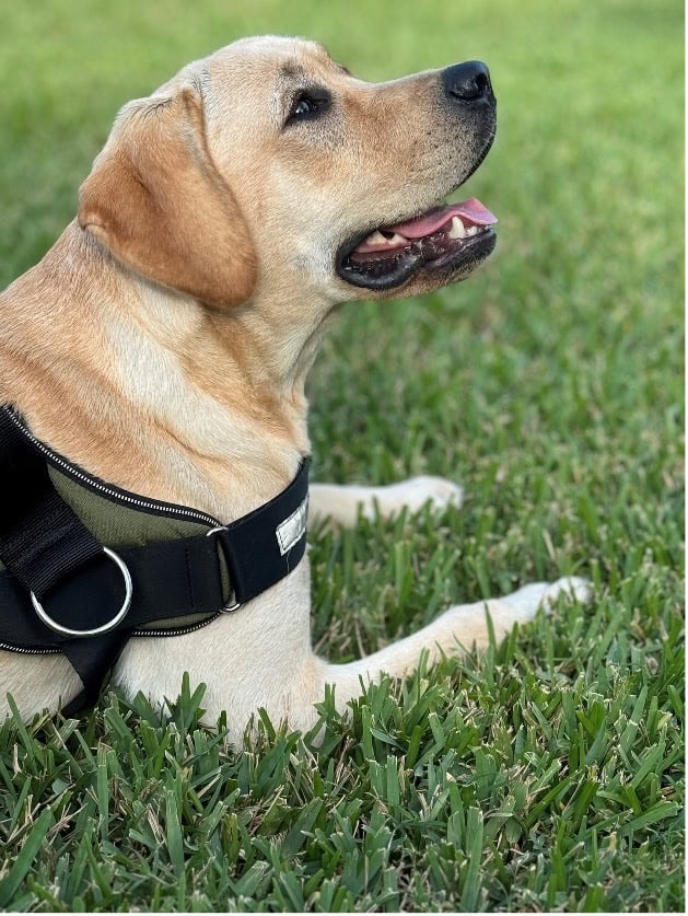 Rose, a yellow lab laying in the grass looking up at the sky