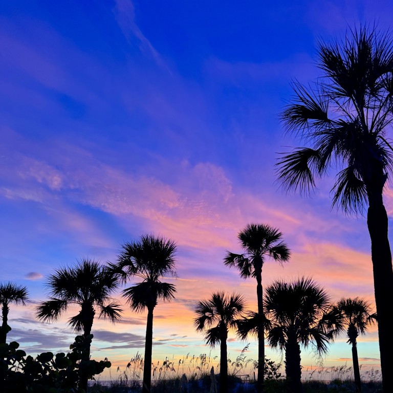 Photo of palm trees at sunset with a purple and pink sky