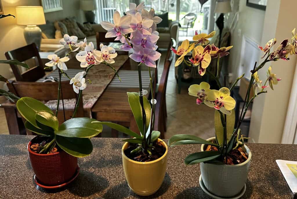 Three orchid plans in different colored pots: maroon, yellow and green