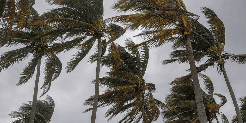 Photo of palm trees sustaining extremely high winds during a hurricane